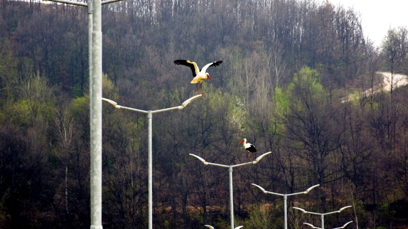 2 500 jours de transformation : les terres arides d'une mine serbe se couvrent de verdure