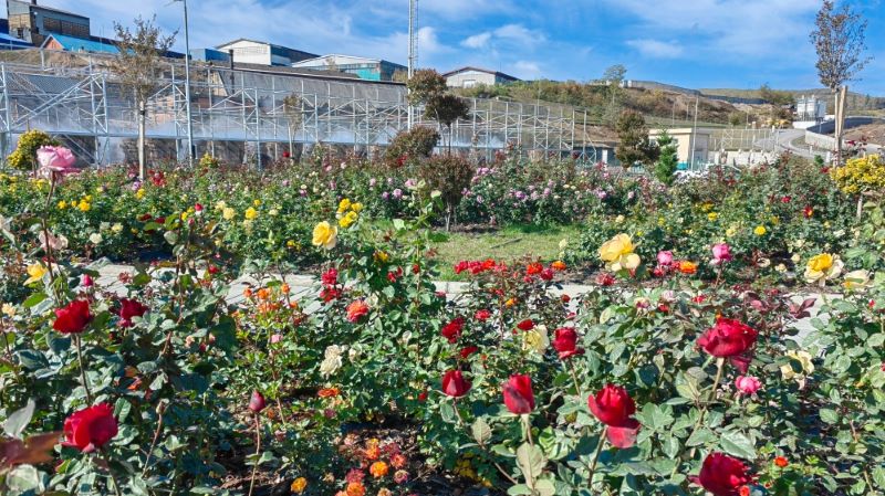 Les roses fleurissent à la fonderie de cuivre Zijin en Serbie